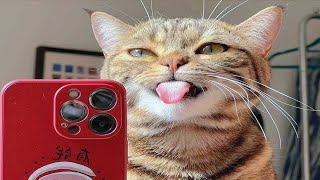 Funny Pets That Will Change Your Mood For Good 😊 by Fluff Town 56,579 views 10 months ago 25 minutes
