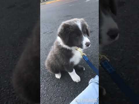 blue-and-white-border-collie