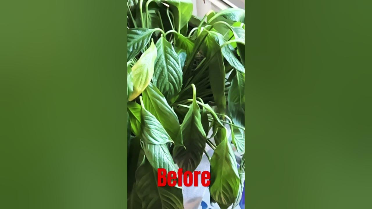 HOW TO BRING DYING FLOWERS BACKTOLIFE! diy ai viralvideo YouTube