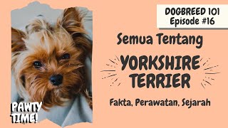 SEMUA Tentang Yorkshire Terrier | Fakta, Sejarah, Perawatan | Dogbreed 101: Yorkshire Terrier
