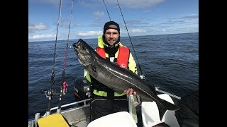 Angeln Norwegen Bolga - Mai 2017 - Seelachs / Köhler  113 cm