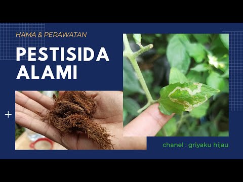 Video: Hama umum viburnum - cara membasmi hama pada tanaman viburnum