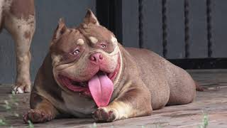 COLOR BOMB BULLIES THE BRUTAL BEAR, 13 months old pocket with extreme features american bully male