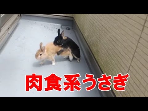 閲覧注意 うさぎのヤバすぎる本能行為に仰天 Youtube 閲覧注意 うさぎのヤバすぎる本能行為に仰天 Youtube