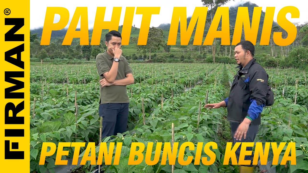 Pahit Manis nya Petani Buncis Kenya | Kisah Petani Baby Buncis Raih Pasar Ekspor