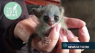 Bobcat kittens, mini numbats &amp; a pair of rescued bushbabies