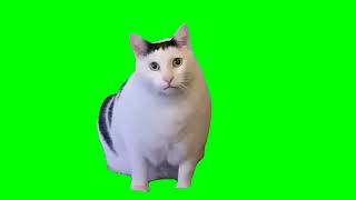 Huh Cat Meme (Green Screen, Template 1)