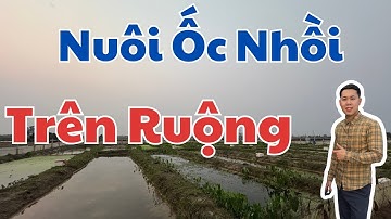 Nuôi Ốc Nhồi, Ốc Bươu Đen trên RUỘNG năng suất CAO ? Kỹ thuật Nuôi Ốc Nhồi Miền Bắc