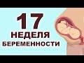 Что происходит с мамой и ребенком на 17 неделе беременности?