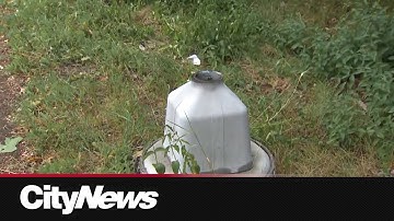 Multiple speed cameras vandalized over 2 days in Toronto