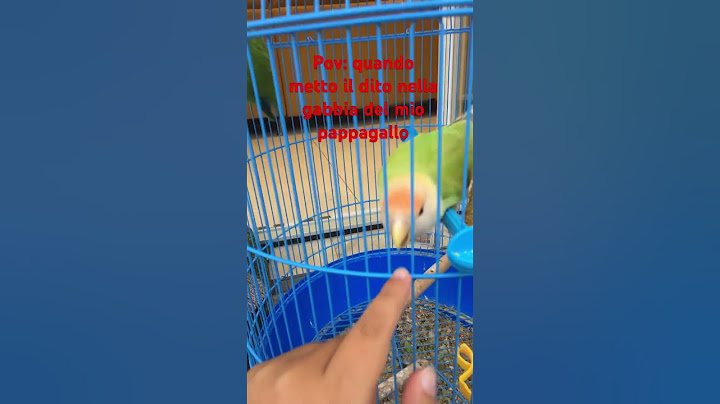 Pov: quando metto il dito nella gabbia al mio pappagallo