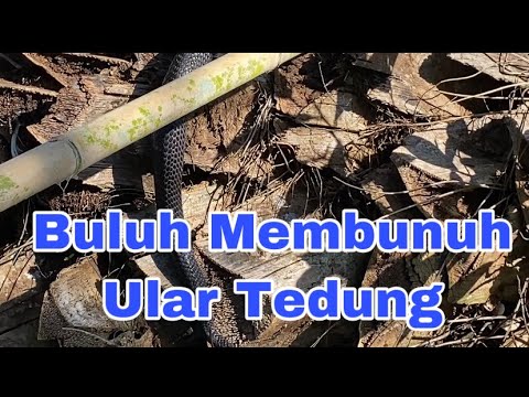 Video: Bagaimana anda membunuh buluh gergasi?