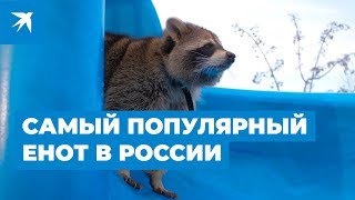 Самый популярный енот в России