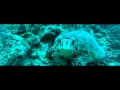 Diving in Maldives Atollo di Male Sud by 4Sub
