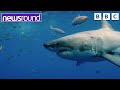 Are sharks dangerous  big question  newsround
