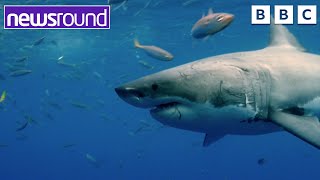 Are sharks dangerous? | BIG Question | Newsround