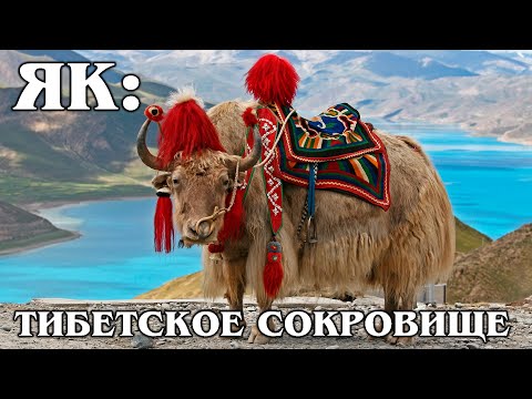 ЯК: "Хрюкающий бык" - главное животное Тибета | Интересные факты про животных Азии