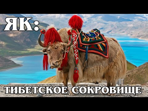 YAK: the Grunting bull is the main animal of Tibet | Interesting facts about Yak and bulls