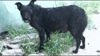 Pregnant dog 'Chapa' will soon be a mother | I feed homeless animals