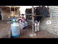 Home cheese making fresh cheese from fresh milk  village lifestyle in iran