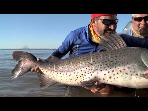 PINTADO GIGANTE FISGADO COM ARTIFICIAL NO RIO PARANÁ ARGENTINA