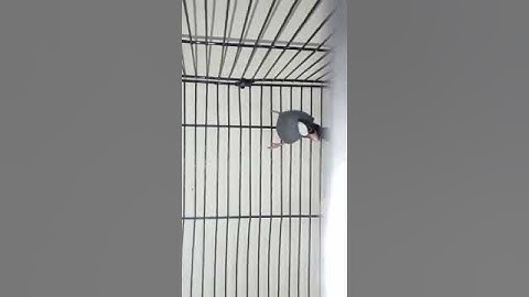 Grey Java sparrow #shortvideo  #nazimsarim #breeding #bakramandi #hen #cute