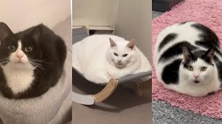 Best Loaf Check | TikTok Cat Trend