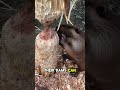 Top 5 Wild Animals Facts That Sounds Fake But 100% Real #animals #wildlife