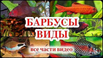 БАРБУСЫ ВИДЫ все части видео про барбусов