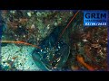 Chasse sousmarine ctes darmor 22  on sort des gros homards aux grandes mares 