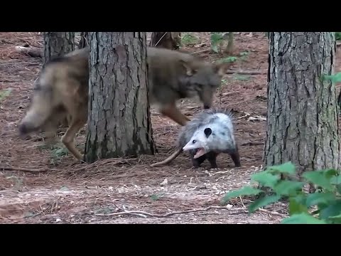 Видео: КОЙОТ В ДЕЛЕ... Койоты против собак, кошек, оленей, опоссумов