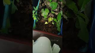 Time laps micro ecosystem