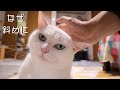 なでると斜めになっちゃう猫