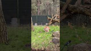 Tiger animal encounter, eating Christmas dinner #animals #tiger