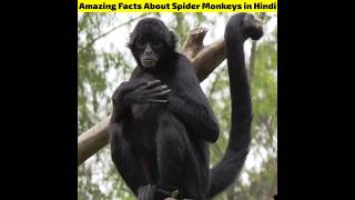 Amazing facts about spider monkey #shorts #facts