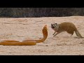 Nguchiro ambatua nyoka cobra vs mongoose snake vs frog lion vs buffalo wild animalss