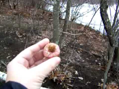 It was a chilly day, we went for a short walk to Rice City Pond. I left my first Offering Stone to say Thank you to the Blackstone River for all the joy we receive when we visit. Directions to Rice City Pond: Location: Northbridge to Uxbridge, MA Directions: Exit 11 off I-90 (Massachusetts Turnpike). Take Rt.122 south to N.Uxbridge. At the traffic lights turn left onto East Hartford Ave. Drive past The UMass Tri-River Family Health Center (Oak Street). Drive over the narrow bridge. Parking is on the left. To walk to Rice City Pond.. walk down the path/field..turn left and follow to Rice City Pond. If you turn the Right at the end of the field this will bring you to the Trails for the longer walk to Lookout Rock. Its a very nice walk. mass.gov/dcr/parks/central/blst.htm