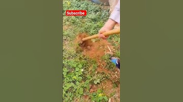 Grass Cleaning Short #shorts #farming