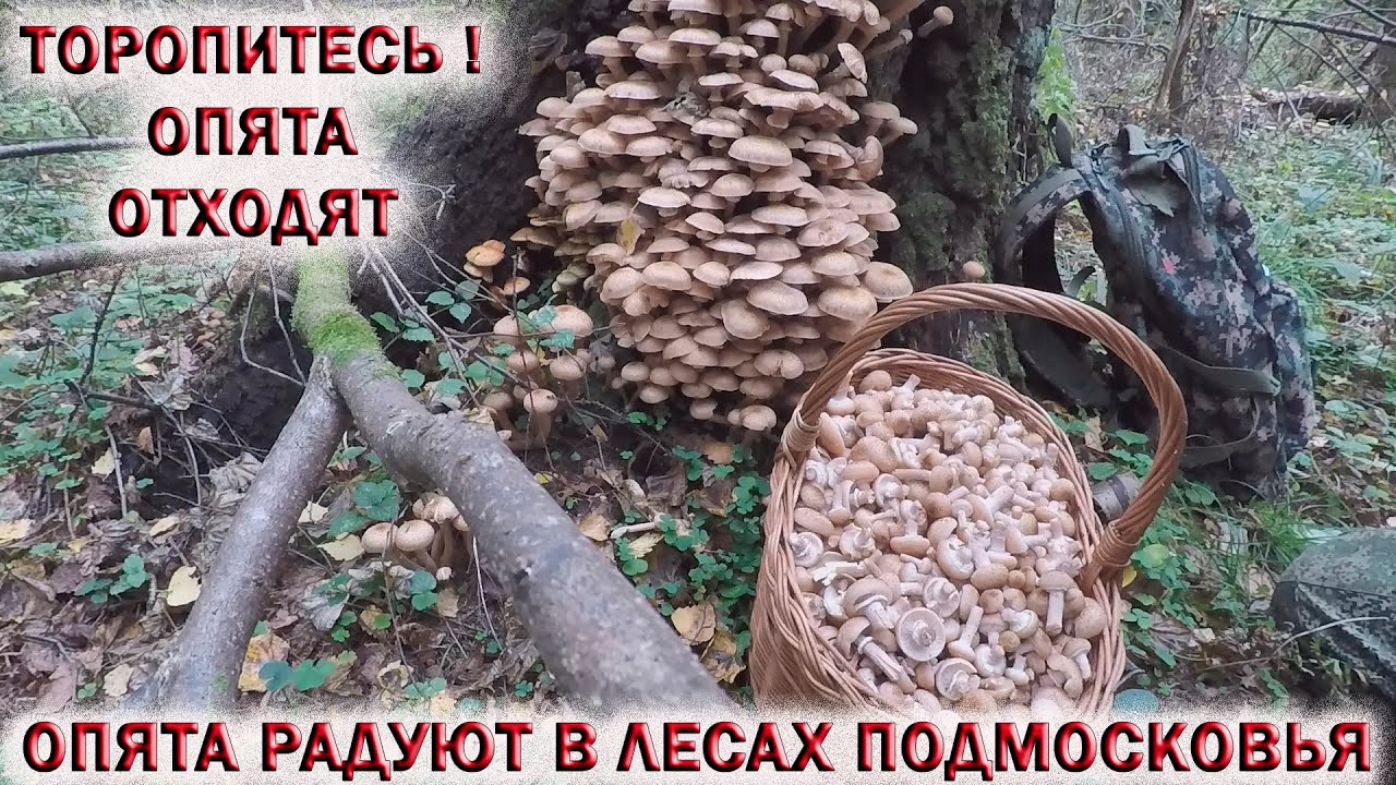 Подмосковные Опята Фото