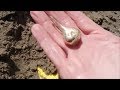 Found Pacific Gold - Gave it Back, Beach Metal Detecting in Cannon Beach, Oregon