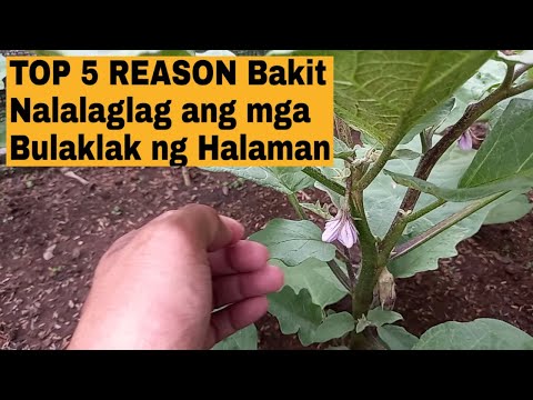 Video: Eggplant Flower Drop: Bakit Nalalagas ang Namumulaklak na Talong
