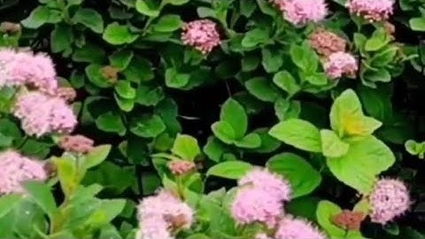 63 - سورة المنافقون كاملة: بصوت الشيخ سعد الغامدي حفظه الله، اللهم صل وسلم وبارك على نبينا محمد