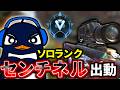 【ソロランク】久々にセンチネRu出動！ RPはスナイパーで盛る | Apex Legends