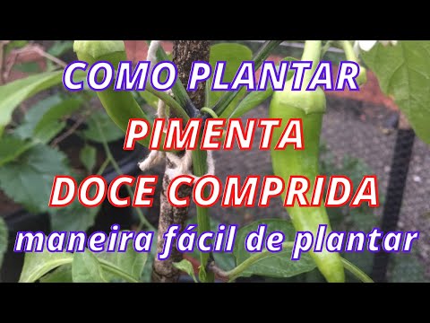 como plantar pimenta doce comprida de uma maneira fácil