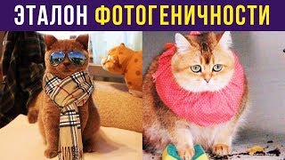 Приколы. ЭТАЛОН ФОТОГЕНИЧНОСТИ | Мемозг #119 Приколы. ЭТАЛОН ФОТОГЕНИЧНОСТИ | Мемозг #119