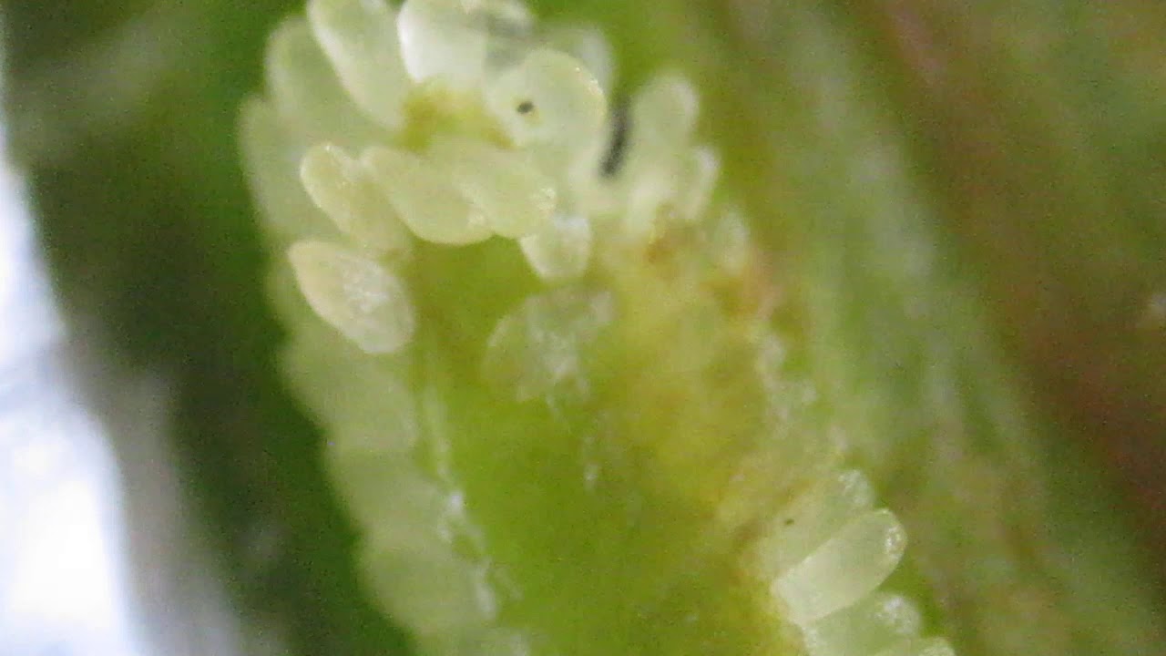 胚珠培養 – 胚珠選抜法 _ 植物育種学分野 植物育種学研究室 :: 岩手大学 農学部 – ZOOBFA