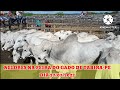 feira do Gado de Tabira / pareas, juntas , novilhas, touro e bezerros nelores