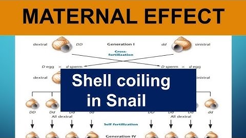 Maternal effect || Shell coiling in snail || Genetics