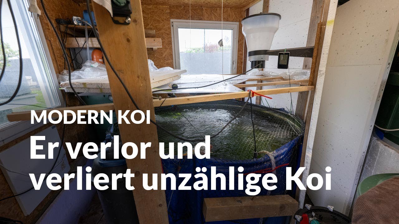Martin und sein Trauerspiel mit pathogenen Keimen | Modern Koi Blog #6695