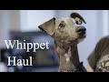 Whippet Haul - introducing Pointy Faces and a Q&A